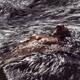 Strong muscular naked male body wet bare torso carried by turbulent ri... (thumbnail)