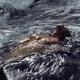 Dramatic portrait of a man with bare torso submerged in rushing river... (thumbnail)