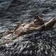 Man with bare wet torso lying half submerged in rushing river water Dr... (thumbnail)