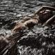 Nude woman lying in wild water of a rushing river her bare breasts and... (thumbnail)