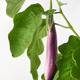 Ping Tung Long asian eggplant aubergine purple fruit on a plant with g... (thumbnail)