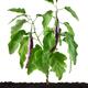 Asian eggplant aubergine plant Ping Tung Long fruiting with purple egg... (thumbnail)