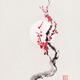 Fine art Illustration of Sakura iconic cherry blossom oriental sumi-e... (thumbnail)
