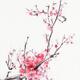 Chinese brush painting of a bright bushy cherry blossom branch with pi... (thumbnail)