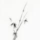 Zen bamboo illustration Minimalist Japanese sumi-e black ink painting... (thumbnail)
