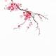 Little blossoming sakura branch with delicate purple pink flowers Orie... (thumbnail)