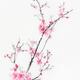 Elegant branch of cherry blossom with pink flowers on white Oriental s... (thumbnail)
