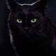 Portrait of a black cat with fierce bright green eyes... (thumbnail)