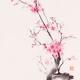 Gentle pink sakura blossom branch Japanese Zen style fine art sumi-e p... (thumbnail)