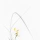 Wild orchid with yellow petals on white elegant Chinese brush sumi-e p... (thumbnail)