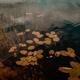 Dark moody nature scenery of water and leaves in a pond... (thumbnail)