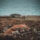 Sheep by sea shore in Ireland moody landscape scenery... (thumbnail)