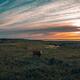 Free range cows in a dramatic sunset countryside landscape scenery in... (thumbnail)
