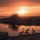 Swans bathing in a lake in tranquil sunset nature scenery in Ireland... (thumbnail)