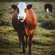 Grass fed free-range brown cow at a farm field... (thumbnail)
