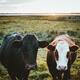 Two young grass-fed free-range cows at a farm field in Ireland... (thumbnail)