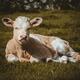 Young calf in the grass of a farm field Free range cattle... (thumbnail)