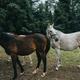 Horses at a farm in Athlone Ireland... (thumbnail)