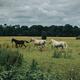 Wild horses at a farm field in Athlone County Westmeath Ireland... (thumbnail)