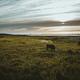 Cows feeding on grass in countryside landscape scenery of farm fields... (thumbnail)