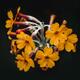 Exotic wild yellow flowers Moody floral still life on black... (thumbnail)