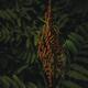 Tropical orange plant with dark green leaves in the background... (thumbnail)
