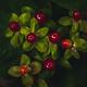Shiny tempting dark red berries on a shrub Dramatic closeup... (thumbnail)