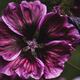 Beautiful purple magenta flower with large open petals Dramatic nature... (thumbnail)