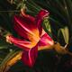 Red and yellow Asiatic lily flower closeup on dark background... (thumbnail)