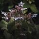 Dramatic nature closeup of a borage plant with purple flowers... (thumbnail)