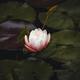 White Lotus Flower European water lily in a pond on dark leaves floati... (thumbnail)
