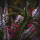 Purple Loosestrife Lythrum tomentosum salicaria Dramatic nature still... (thumbnail)