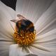 Bumble Bee pollinating a white daisy flower closeup... (thumbnail)