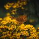Orange Boloria butterfly on wild yellow daisy flowers Dramatic nature... (thumbnail)
