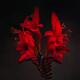 Beautiful red exotic flowers on dark black background dramatic floral... (thumbnail)