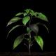 Purple Japanese sweet pepper plant Murasaki growing in soil isolated o... (thumbnail)