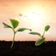 Two green squash seedlings cute couple growing in soil Romantic love s... (thumbnail)