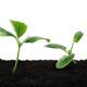 Two cute green squash seedlings growing in soil Romantic love story ga... (thumbnail)
