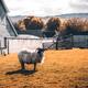 Domestic goat at a farm in Ireland... (thumbnail)