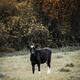 Cute black calf, young cow on a farm field... (thumbnail)