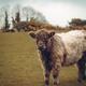 Cute calf curly-haired baby bull cow on a farm field... (thumbnail)