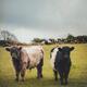 Two cute free-range baby cows on a green farm field... (thumbnail)