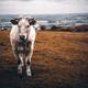 Grass fed free-range white cow at a farm cattle field in Ireland... (thumbnail)
