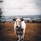Grass fed free-range white cow at a farm cattle grazing land... (thumbnail)