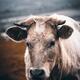Dramatic closeup of a cow face. Grass-fed free-range cattle, domestic... (thumbnail)