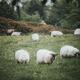 Sheep at a farm field Grass-fed free-range lamb cattle... (thumbnail)