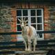 Domestic goat by a farmhouse in Ireland... (thumbnail)