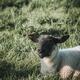 Black face sheep lying in the grass at a farm field... (thumbnail)