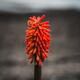 Red Hot Pokers Torch Lily Flowers... (thumbnail)