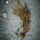 Artistic still life of seaweed on sandy sea shore... (thumbnail)